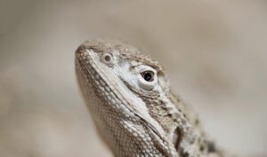 埋没法の腫れがひどいときの対処法は？