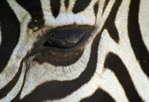 逆さ睫毛の治療に保険が適用される場合は二重にできるの？